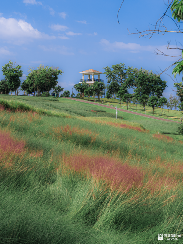 深圳50000㎡粉黛亂子草花海！2大公園浪漫打卡攻略、交通 