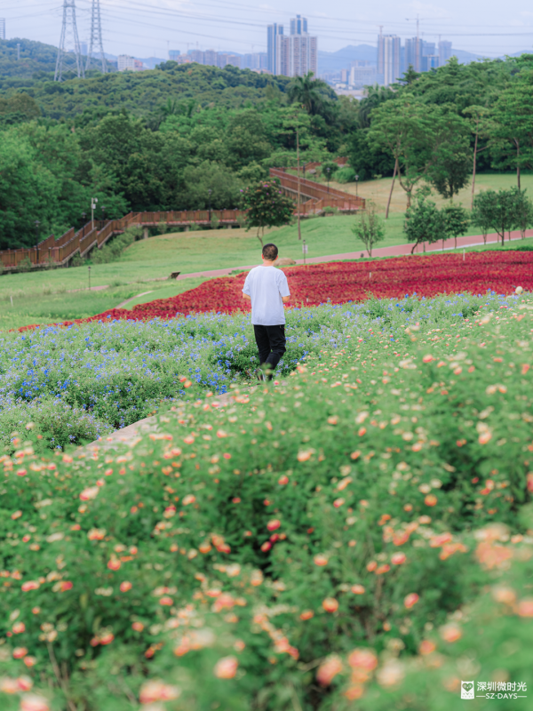 深圳50000㎡粉黛亂子草花海！2大公園浪漫打卡攻略、交通 