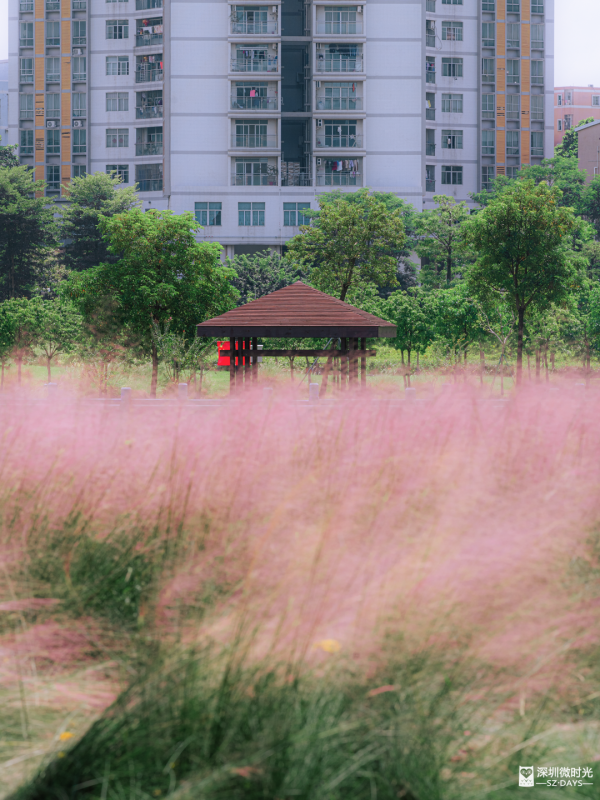 深圳50000㎡粉黛亂子草花海！2大公園浪漫打卡攻略、交通 