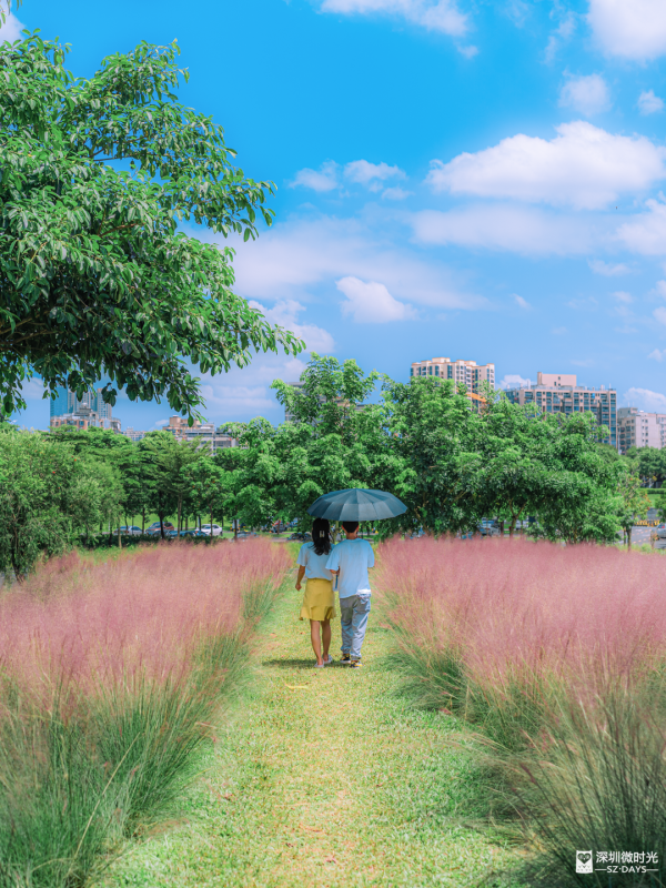 深圳50000㎡粉黛亂子草花海！2大公園浪漫打卡攻略、交通 