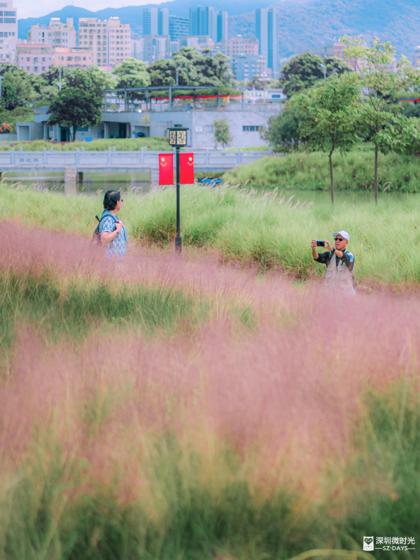 深圳50000㎡粉黛亂子草花海！2大公園浪漫打卡攻略、交通 