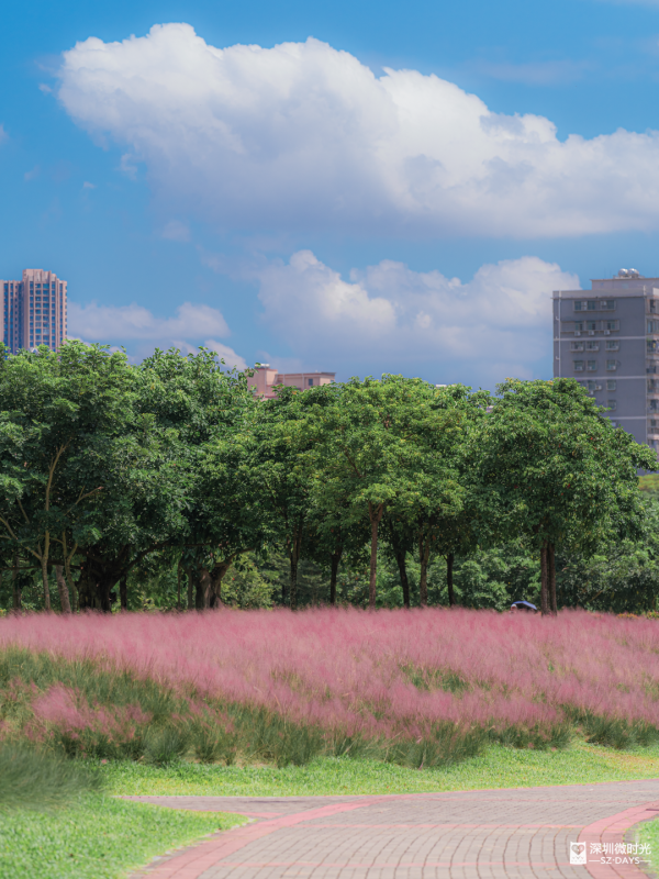 深圳50000㎡粉黛亂子草花海！2大公園浪漫打卡攻略、交通 