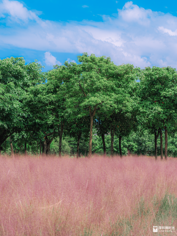 深圳50000㎡粉黛亂子草花海！2大公園浪漫打卡攻略、交通 