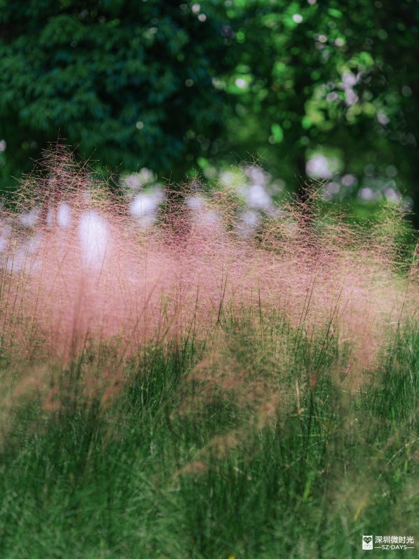 深圳50000㎡粉黛亂子草花海！2大公園浪漫打卡攻略、交通 