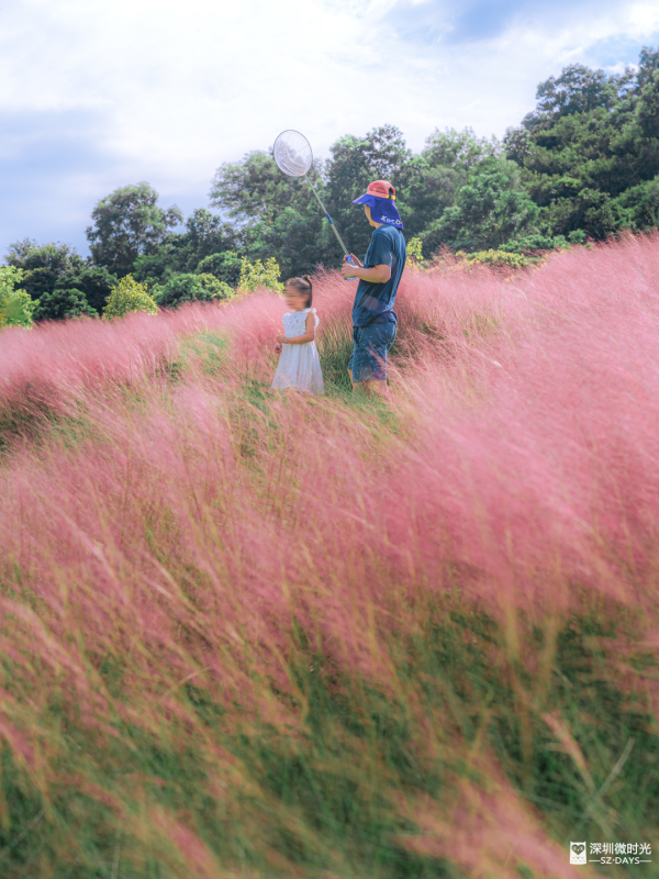 深圳50000㎡粉黛亂子草花海！2大公園浪漫打卡攻略、交通 