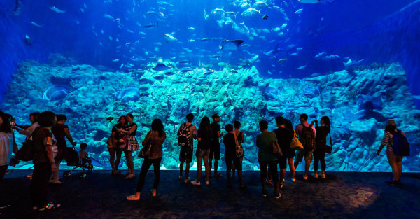 海洋公園（圖片來源：香港海洋公園）