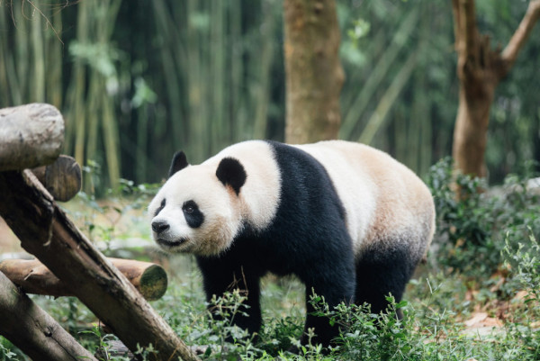 大熊貓安安可可赴港！海洋公園推全新熊貓雪糕批 符合1條件免費食雪條