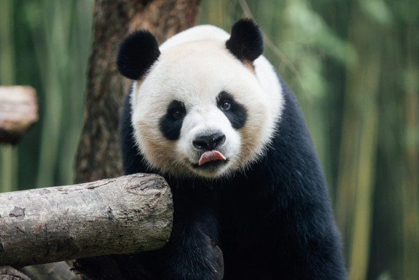 大熊貓安安可可赴港！海洋公園推全新熊貓雪糕批 符合1條件免費食雪條