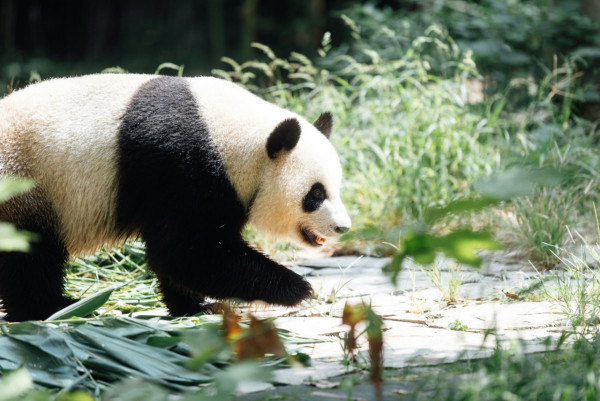 大熊貓安安可可赴港！海洋公園推全新熊貓雪糕批 符合1條件免費食雪條