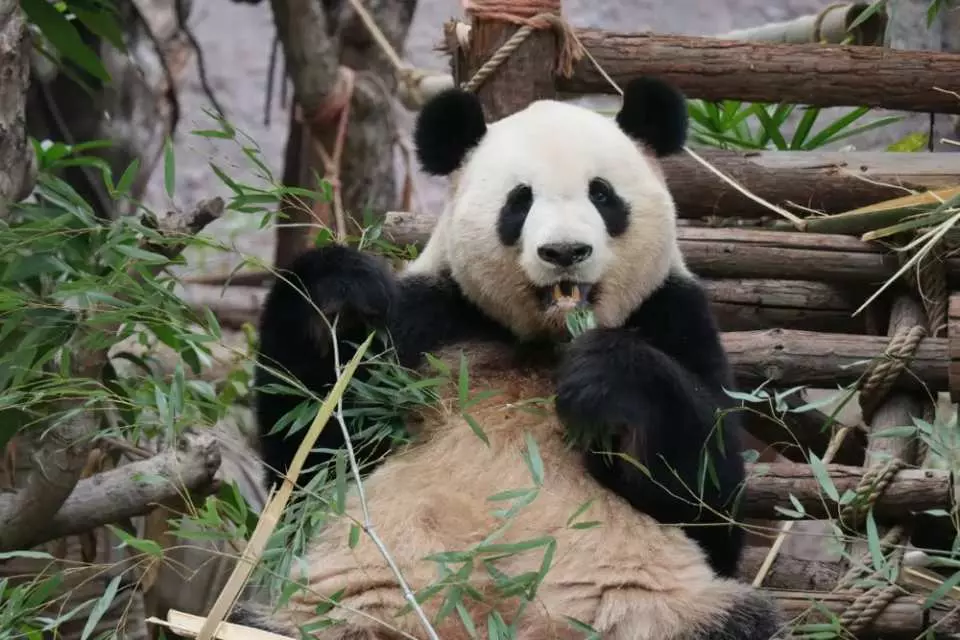 內地必睇馬戲4大推薦 270°全景式環形舞台/玩命刺激表演/主題馬戲城/低至起 