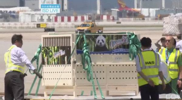 大熊貓安安可可抵達香港  運送至海洋公園進行30日隔離檢疫