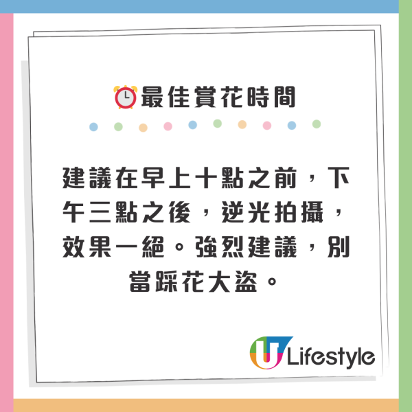 深圳50000㎡粉黛亂子草花海！2大公園浪漫打卡攻略、交通 