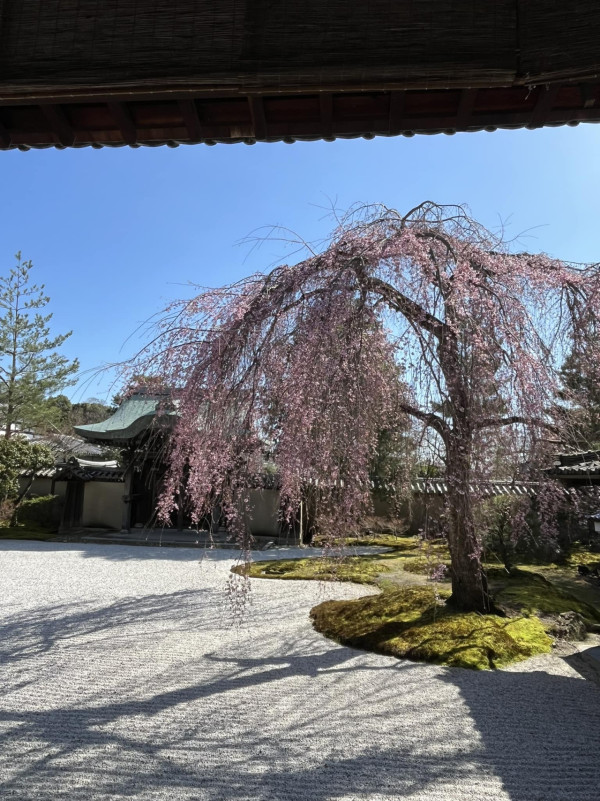 京都四百年歷史古寺慘被遊客破壞！拆欄杆/掉煙頭/擅自拍攝！曝光古寺慘況 