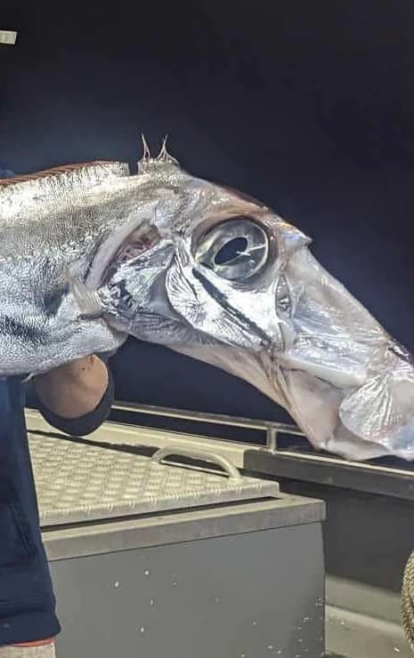 布吉島驚現無頭「美人魚」浮屍 疑因牙齒可「避邪」遭到獵殺斬首 