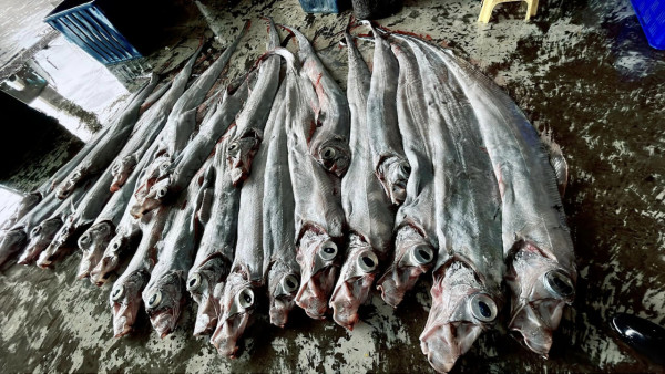 布吉島驚現無頭「美人魚」浮屍 疑因牙齒可「避邪」遭到獵殺斬首 