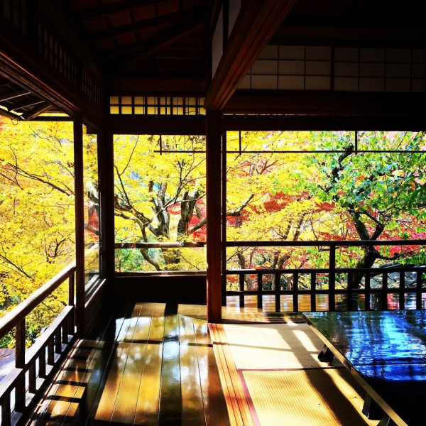 京都賞楓夢幻琉璃光院│2024預約/交通攻略+7大打卡位 