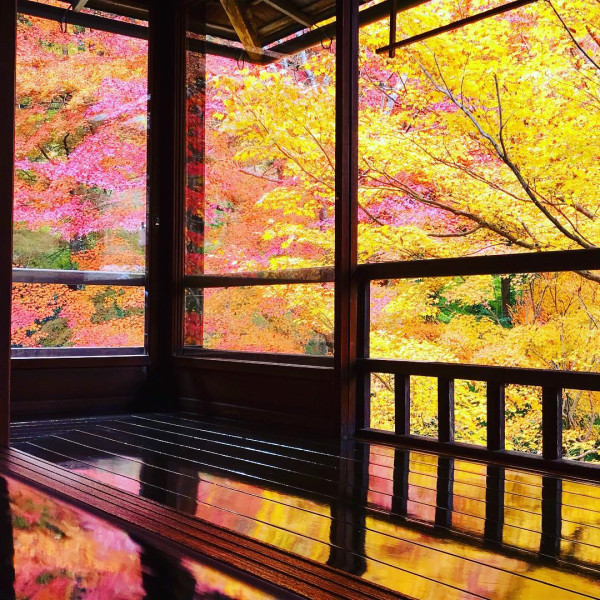 京都賞楓夢幻琉璃光院│2024預約/交通攻略+7大打卡位 