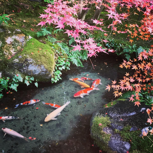 京都賞楓夢幻琉璃光院│2024預約/交通攻略+7大打卡位 