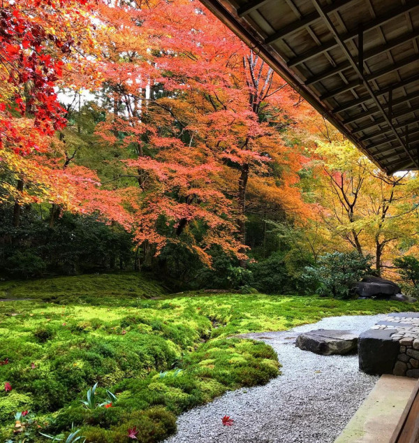 京都賞楓夢幻琉璃光院│2024預約/交通攻略+7大打卡位 