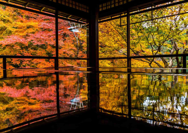 京都賞楓夢幻琉璃光院│2024預約/交通攻略+7大打卡位 