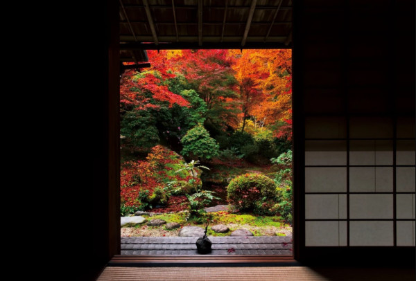 京都賞楓夢幻琉璃光院│2024預約/交通攻略+7大打卡位 