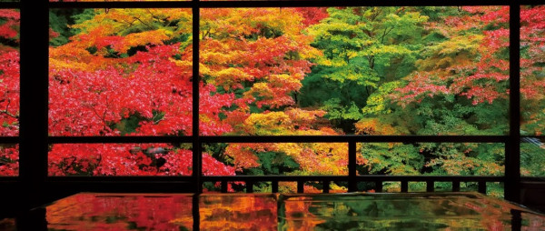 京都賞楓夢幻琉璃光院│2024預約/交通攻略+7大打卡位 