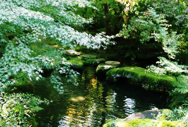 京都賞楓夢幻琉璃光院│2024預約/交通攻略+7大打卡位 