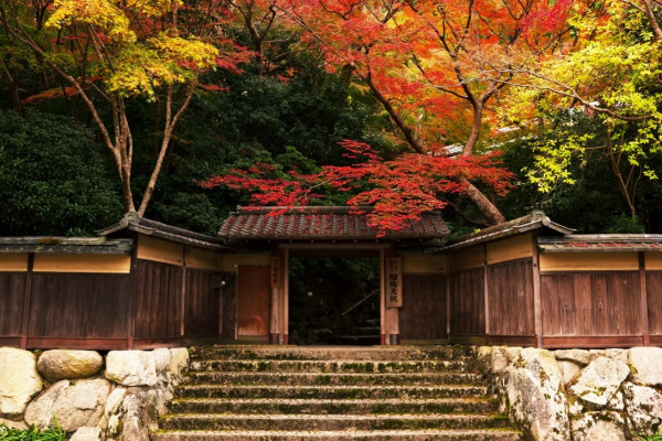 京都賞楓夢幻琉璃光院│2024預約/交通攻略+7大打卡位 