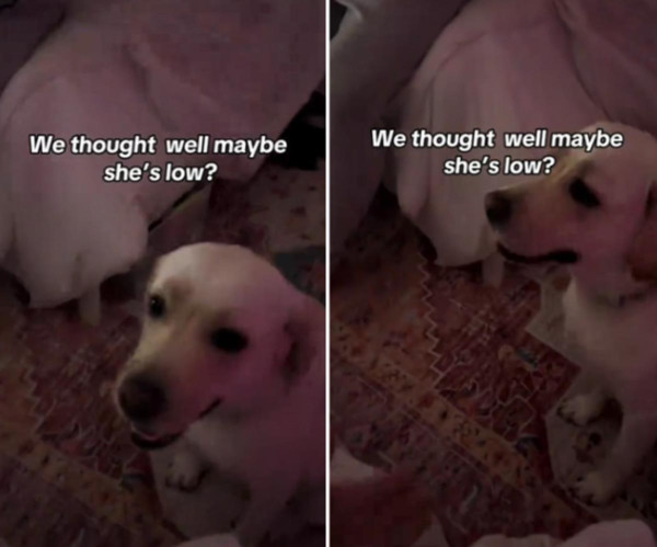 糖尿病警報犬拯救小主人生命！能感知人類血糖上升！醒目1招提醒父母 