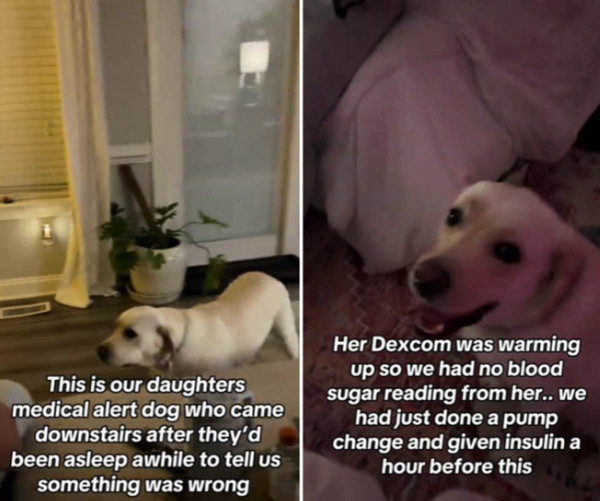 糖尿病警報犬拯救小主人生命！能感知人類血糖上升！醒目1招提醒父母 