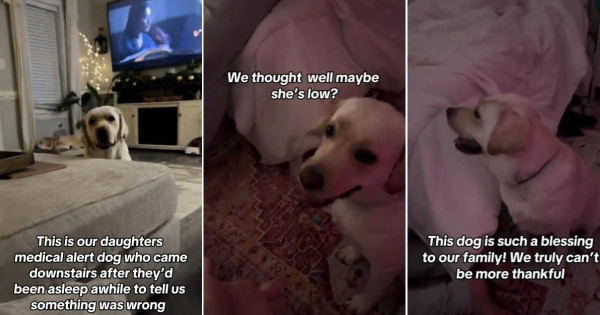 糖尿病警報犬拯救小主人生命！能感知人類血糖上升！醒目1招提醒父母 