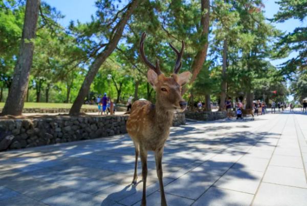 奈良公園（圖片來源：日本觀光局）