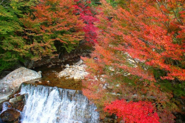 四國自駕遊｜高知3日2夜自駕遊行程攻略！必去景點路線推薦 保險/注意事項/酒店 