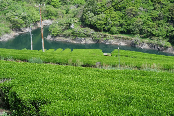 四國自駕遊｜高知3日2夜自駕遊行程攻略！必去景點路線推薦 保險/注意事項/酒店 