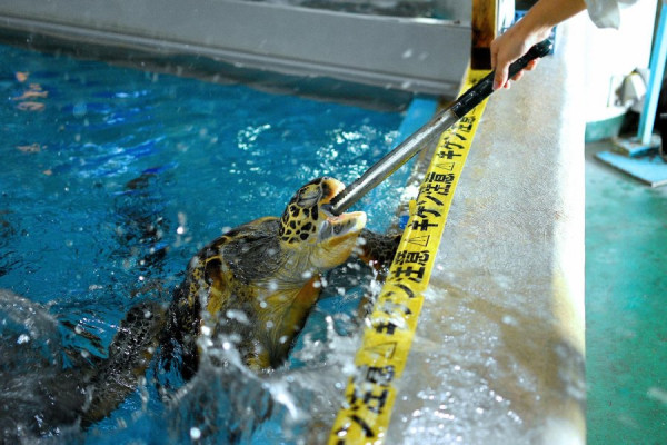 四國自駕遊｜高知3日2夜自駕遊行程攻略！必去景點路線推薦 保險/注意事項/酒店 