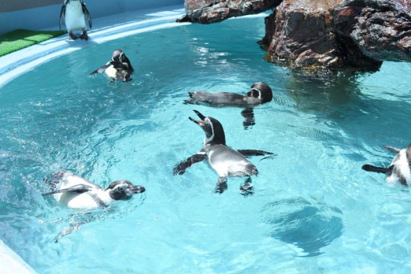 四國自駕遊｜高知3日2夜自駕遊行程攻略！必去景點路線推薦 保險/注意事項/酒店 