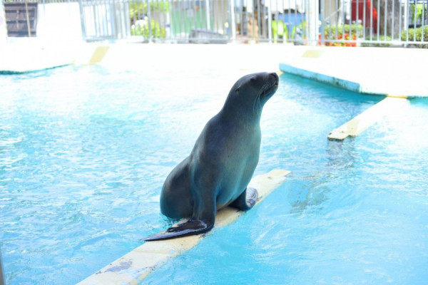 四國自駕遊｜高知3日2夜自駕遊行程攻略！必去景點路線推薦 保險/注意事項/酒店 