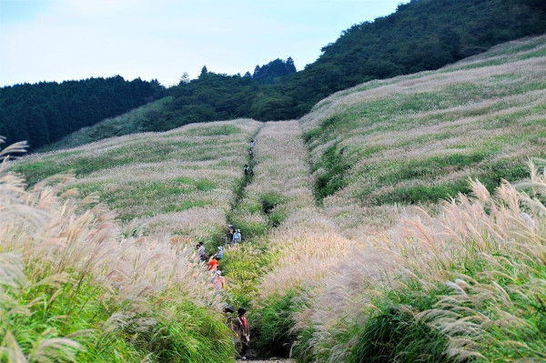 仙石原（圖片來源︰箱根完整攻略官網）