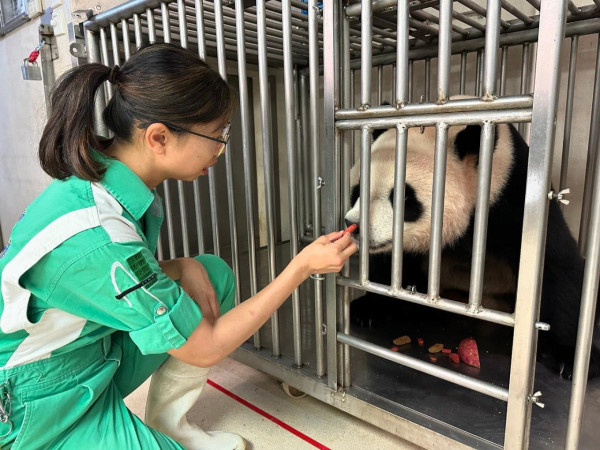 大熊貓安安可可抵港一周 護理團隊以廣東話與熊貓溝通交流