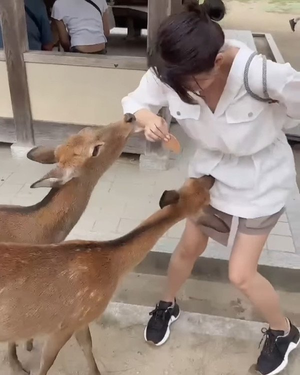 陳煒與老公結婚兩周年蜜遊日本 被熱情奈良鹿仔「攻擊」敏感部位 