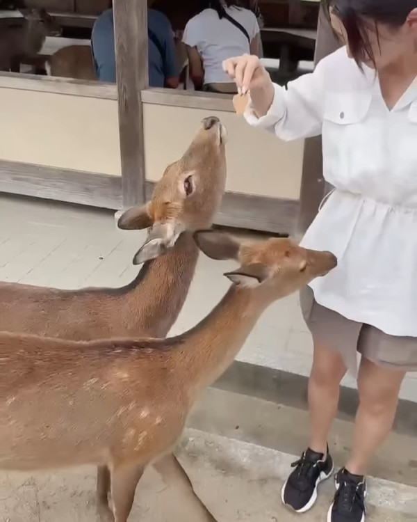陳煒與老公結婚兩周年蜜遊日本 被熱情奈良鹿仔「攻擊」敏感部位 