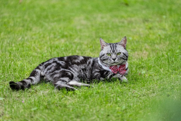 有片｜貓咪踩滑板破世界紀錄 網民感嘆：貓都滑得比我好！ 