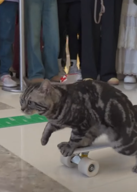 有片｜貓咪踩滑板破世界紀錄 網民感嘆：貓都滑得比我好！ 