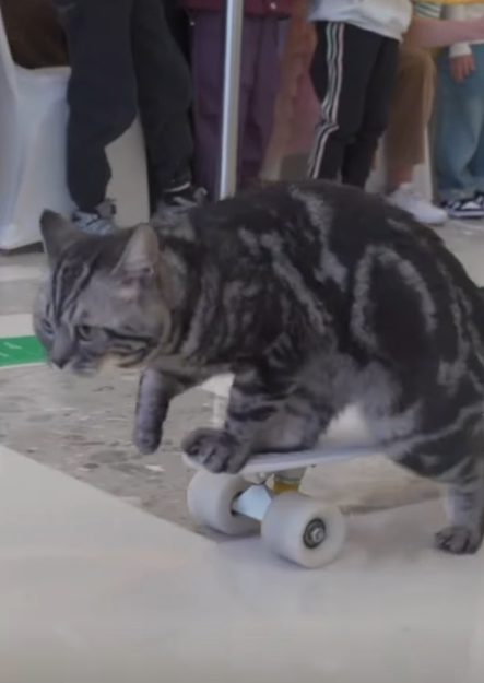 有片｜貓咪踩滑板破世界紀錄 網民感嘆：貓都滑得比我好！ 