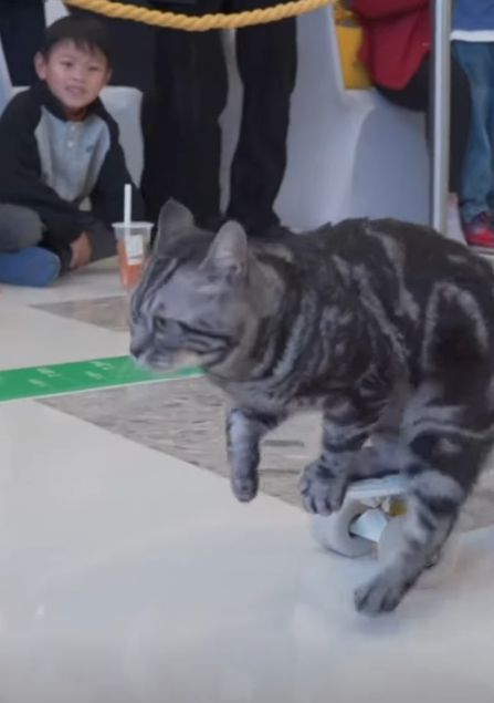 有片｜貓咪踩滑板破世界紀錄 網民感嘆：貓都滑得比我好！ 