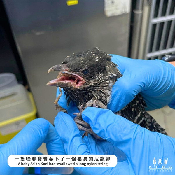 猴子集體死亡｜政府將交代動植物公園9隻猴子死因 消息指初步懷疑感染類鼻疽