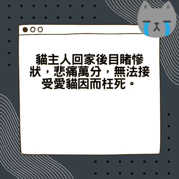 新裝修奪命陷阱｜8歲貓咪慘遭壓死 貓主人怒斥：裝修公司冷血卸責