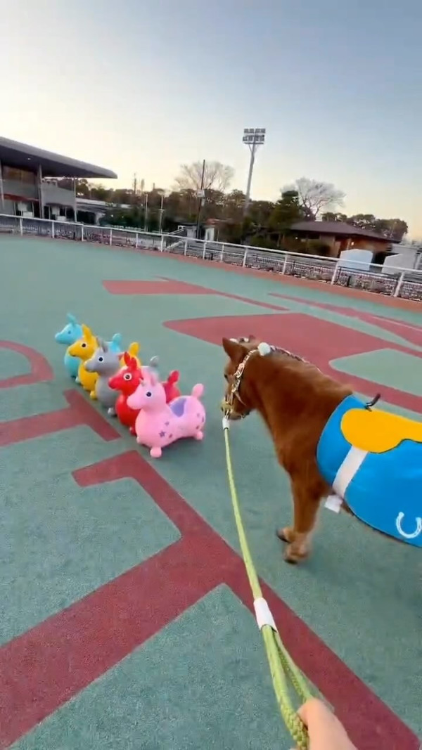 大井競馬場燈光秀「TOKYO MEGA Illumination 2024-2025」（圖片來源︰大井競馬場官網）