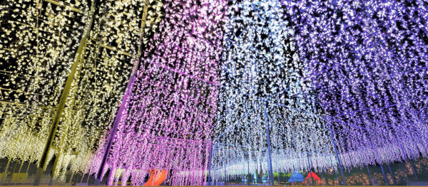 足利花卉公園「光之花庭園〜Flower Fantasy〜」（圖片來源︰足利花卉公園官網）