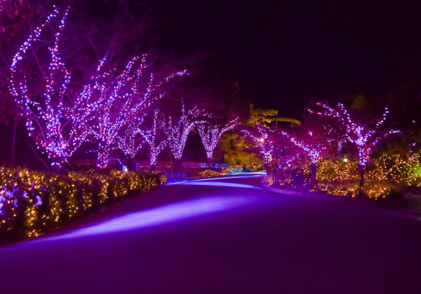 大阪枚方公園「光之遊園地」（圖片來源︰大阪枚方公園官網）